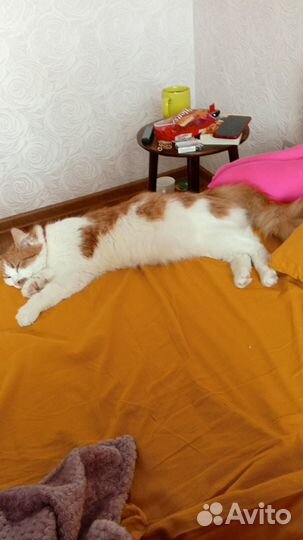 Котята в добрые руки бесплатно