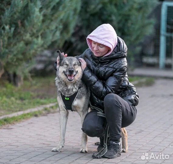 Ласковый, общительный Поль ищет дом