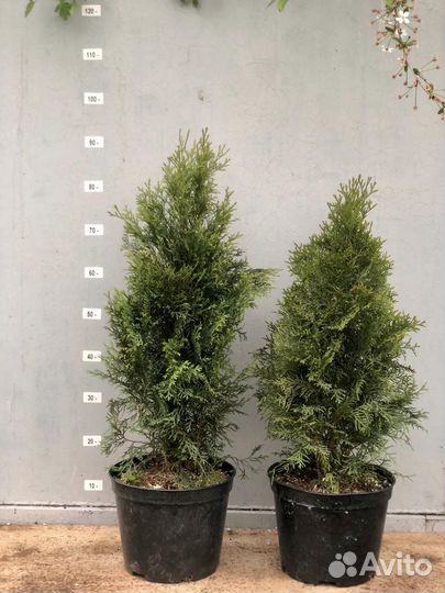 Туя смарагд 70-80 см
