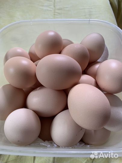 Домашние куриные яйца