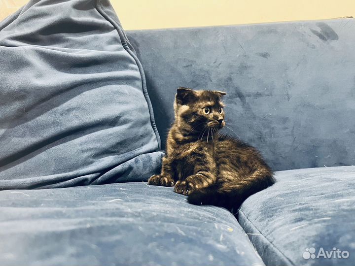 Вислоухий Красавец