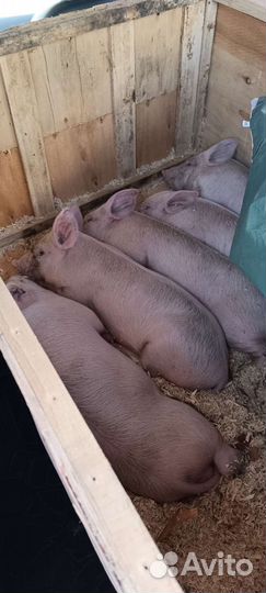 Поросята 1 месяц
