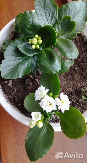 Каланхоэ цветущий