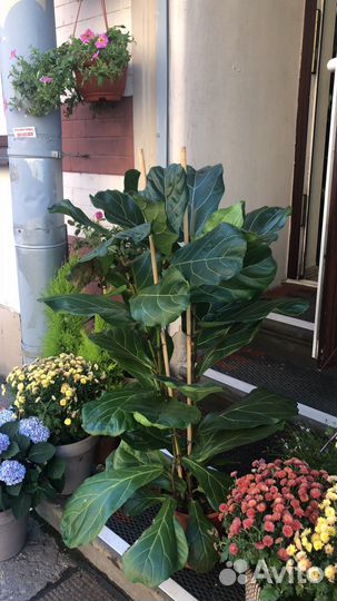 Фикус Лирата