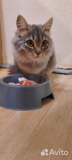 Кошка подросток
