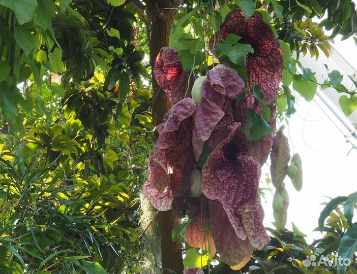 Кирказон саженцы для украшения сада и дома