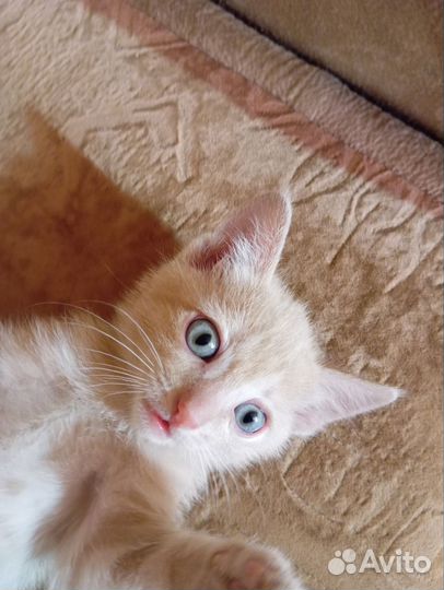 Отдам котят в добрые руки