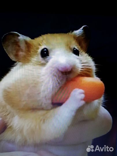 Передержка любимцев