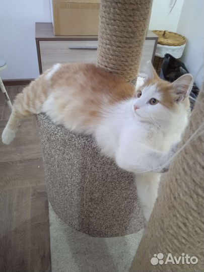 Стрелка ищет дом