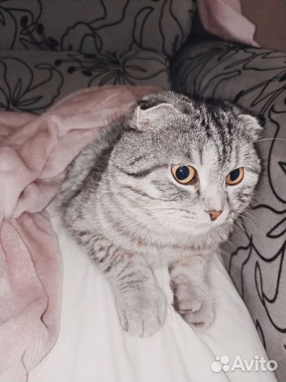 Шотландские вислоухие котята