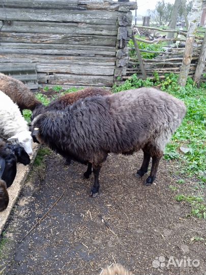 Эдельбаевские бараны