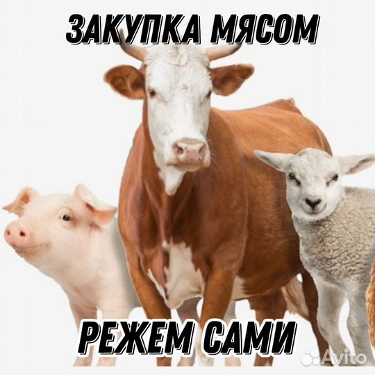Закупаем мясо