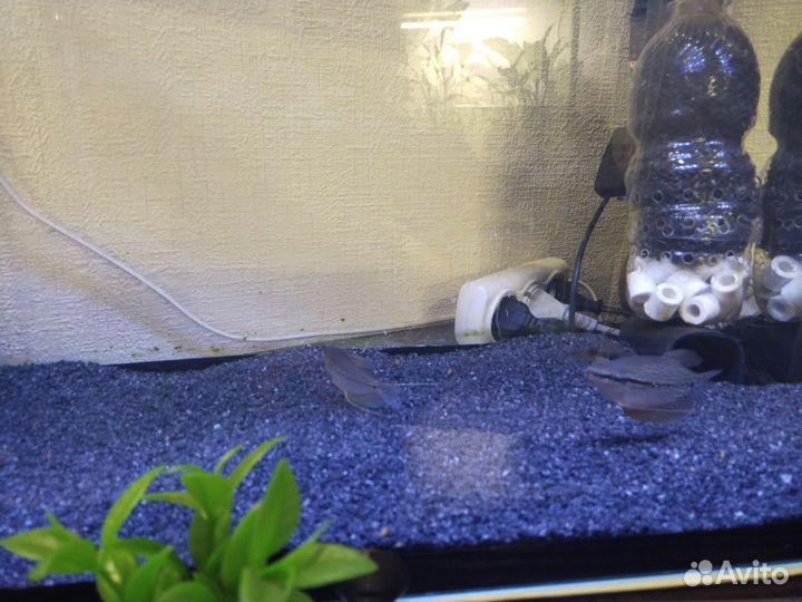 Аквариум 60л