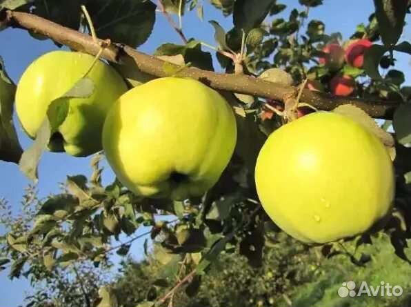Черенки для прививки