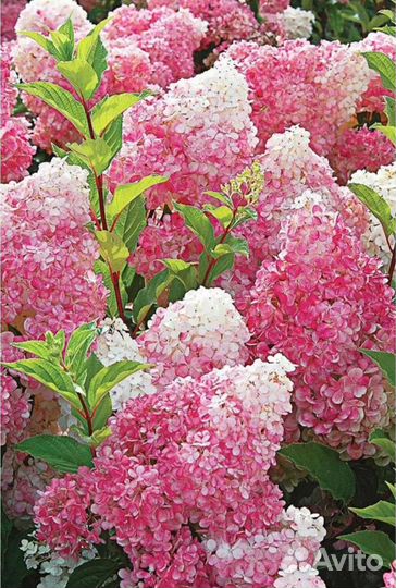 Гортензия метельчатая и древовидная