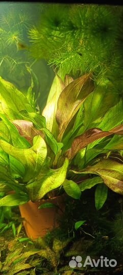Аквариумные растения