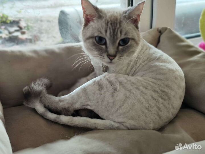 Стрижка кошек и собак. Вычес. Выезд на дом