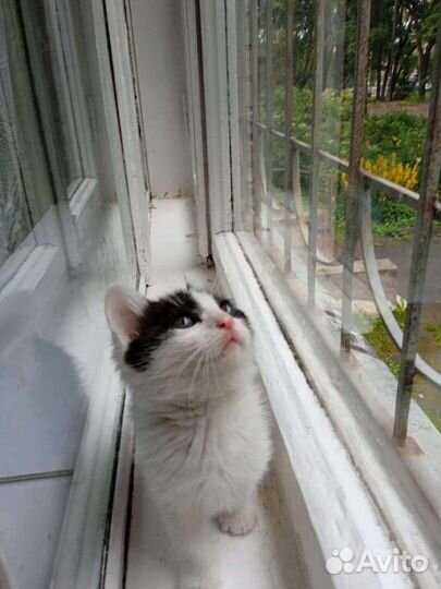 Маленький котëнок, мальчик, 1,5 месяца