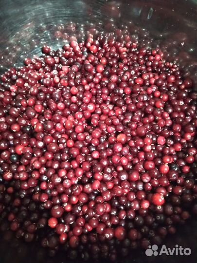 Клюква свежая