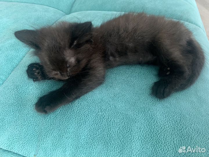 Отдам в добрые руки