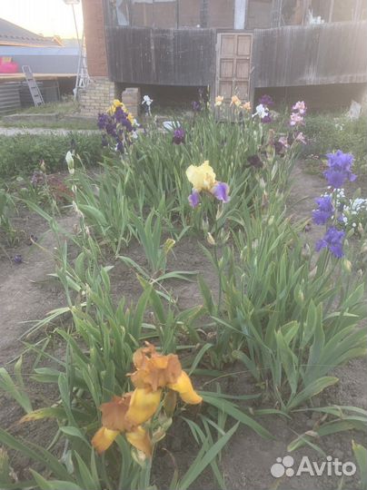 Ирисы бородатые сортовые