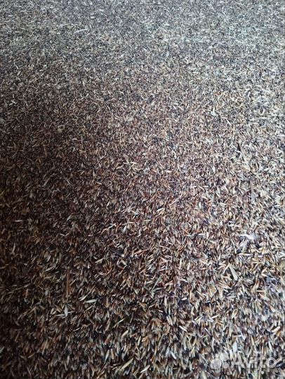 Овес черный