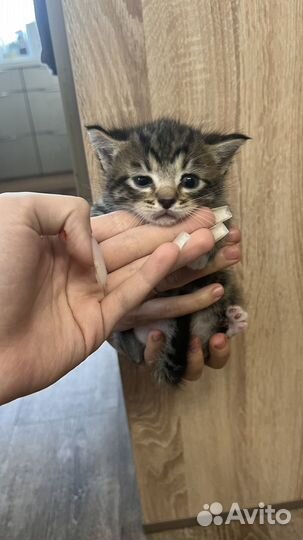 Серый пушистый котенок