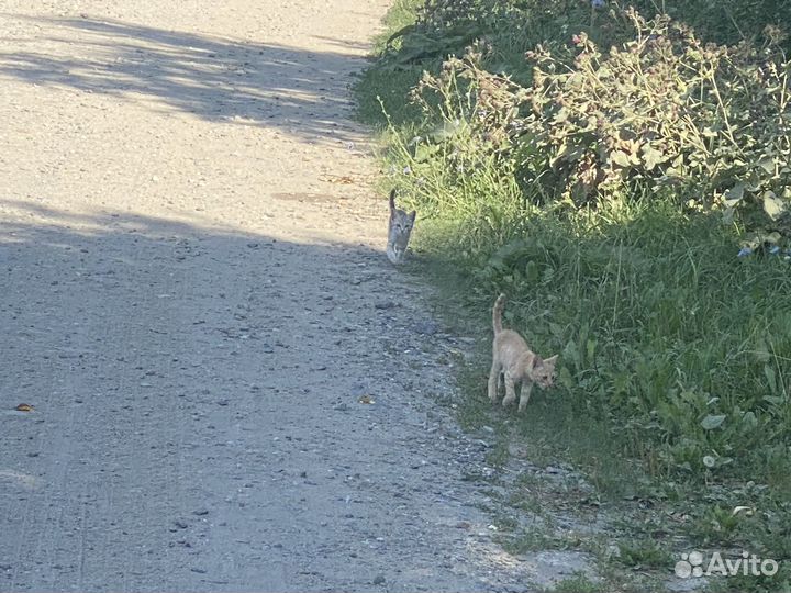 Рыжий котенок в добрые руки бесплатно
