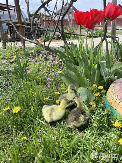 Гусята серые крупные