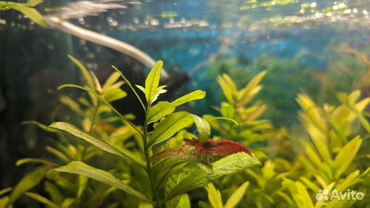 Молинезии, гуппи, креветки