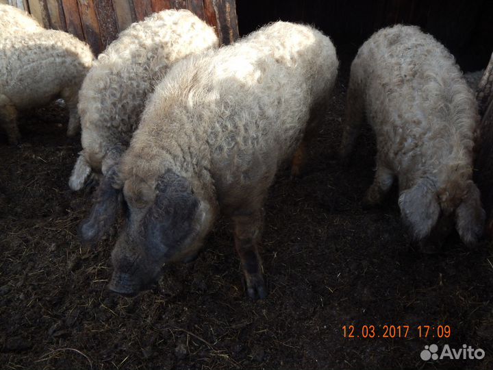Хряки венгерской мангалицы
