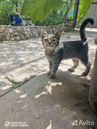 Кошка Амайя, 3 мес., подрастаюшая охотница