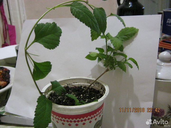 Липпия сладкая трава-заменитель сахара