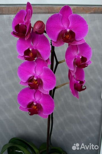Орхидея фаленопсис пелорик-стандарт