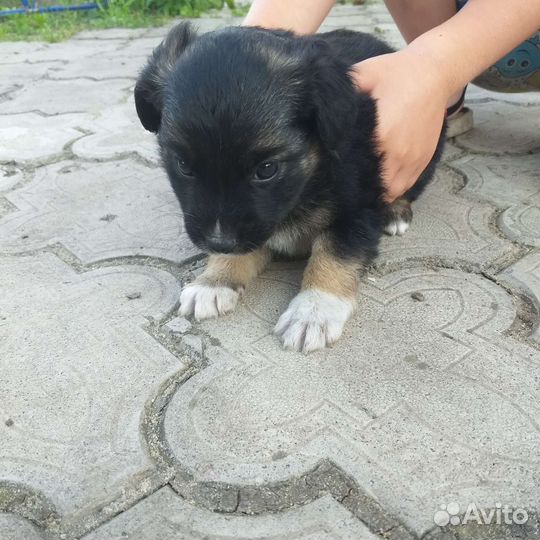Щенки в добрые руки щенок