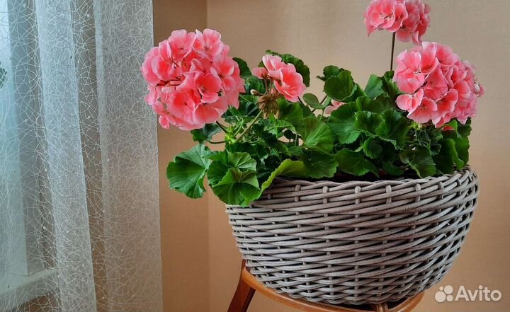 Кашпо горшок для цветов