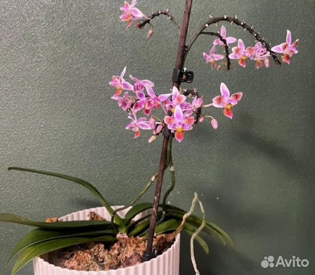 Орхидея фаленопсис equestris (peloric - 3 lips)