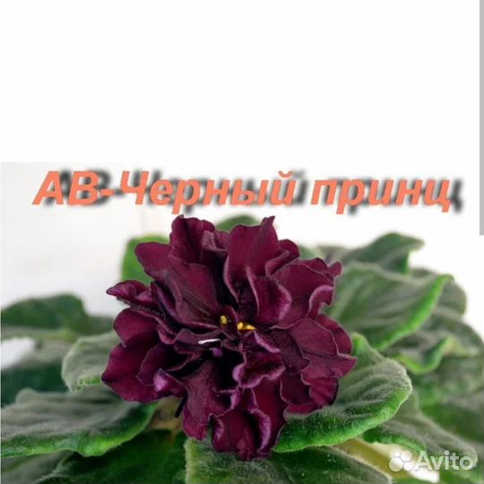 Фиалка Чёрный принц