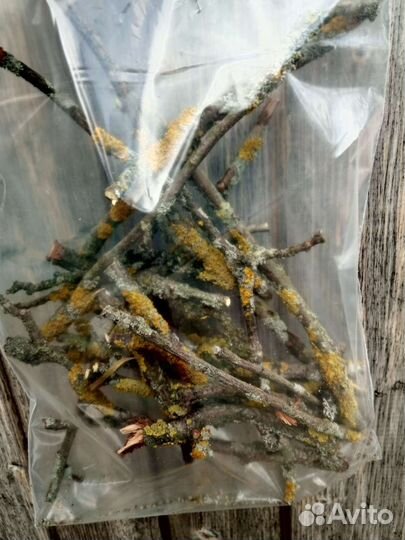 Палочки с лишайником