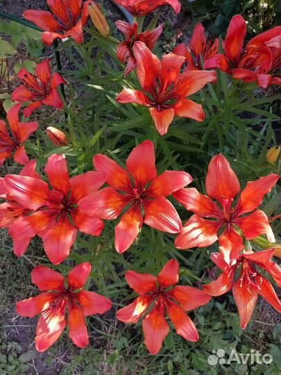 Лилия тигровая