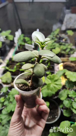 Толстянка. Денежное дерево