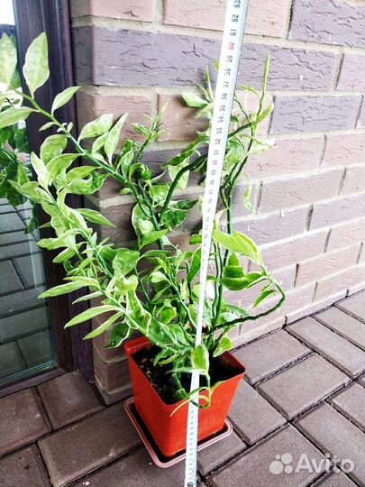 Педилантус