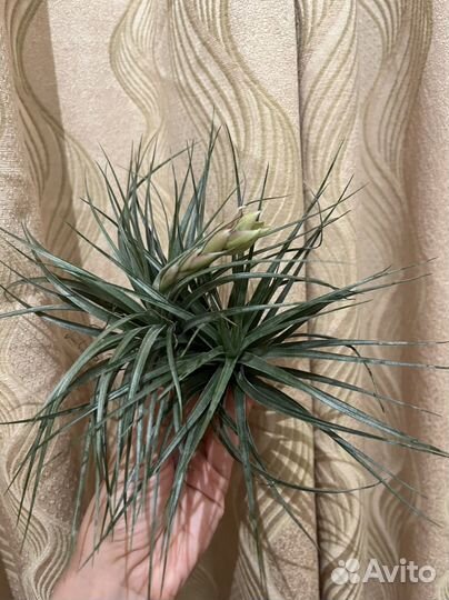 Тилландсия атмосферная