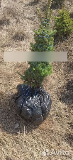 Ель живая