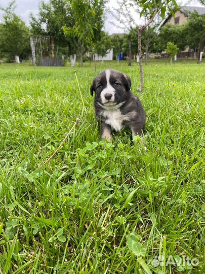 Собака Балкарской породы