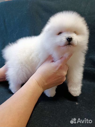 Японский шпиц мальчик красавчик