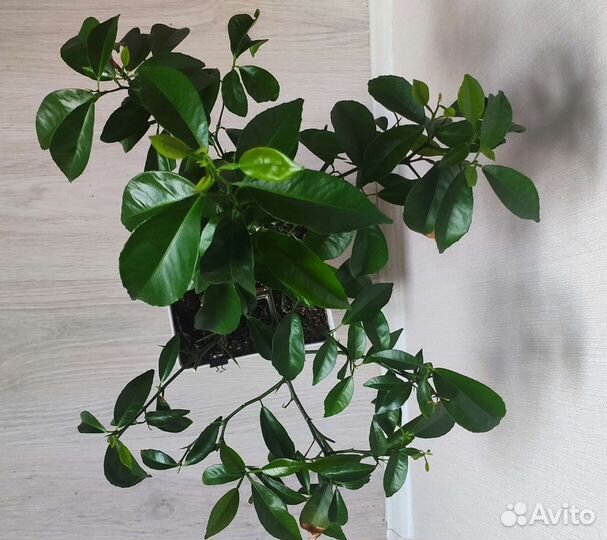 Мандариновое дерево