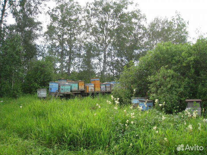 Пчелы улья пасека