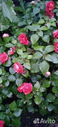 Бальзамин ванька мокрый