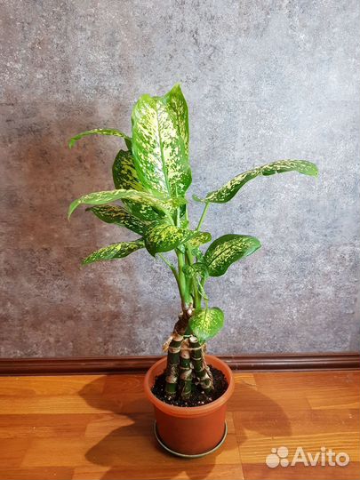 Диффенбахия